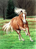 Haflinger